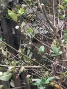 Veszprém megye - Csopak