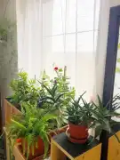 Veszprém megye - Csopak